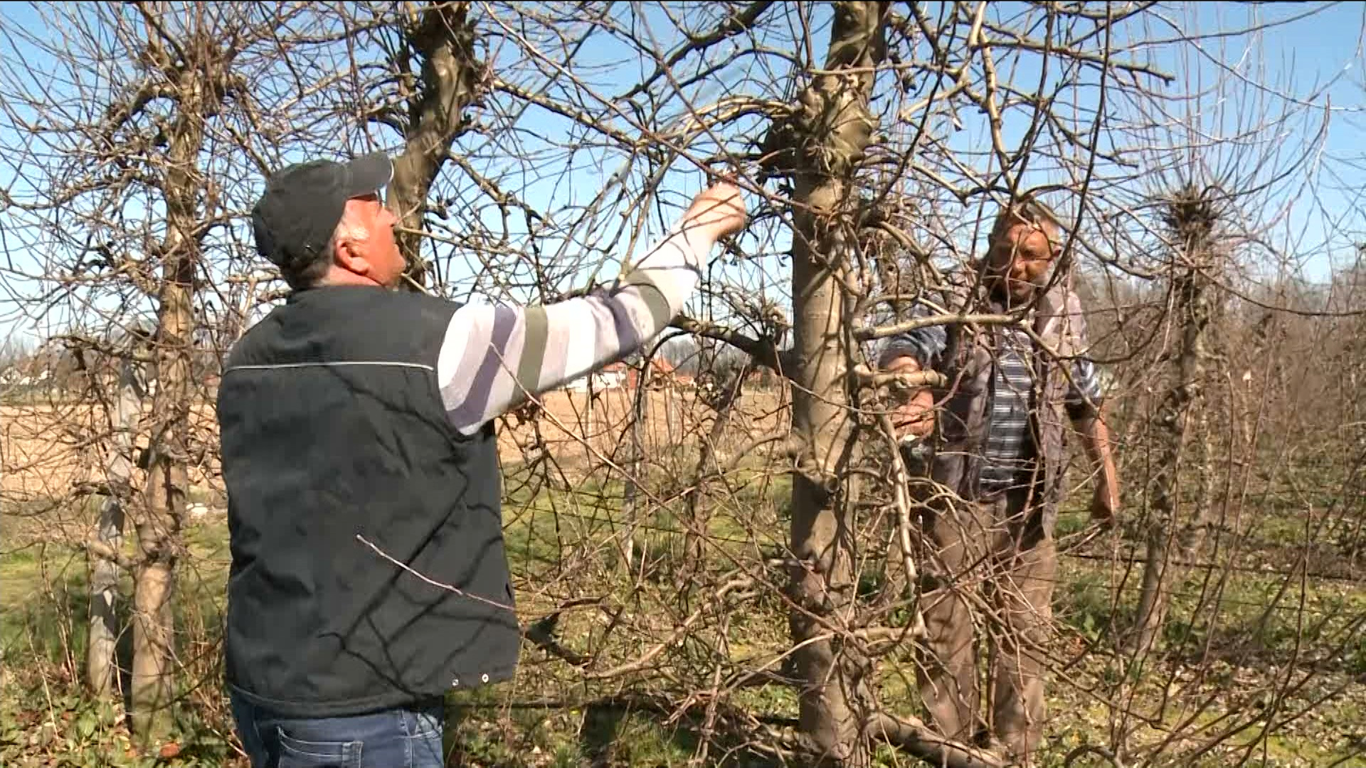 Voćari u ovu proizvodnu godinu ulaze sa znatno skromnijim sredstvima za ulaganje